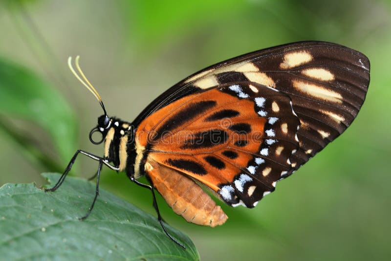 Tropical butterfly 4