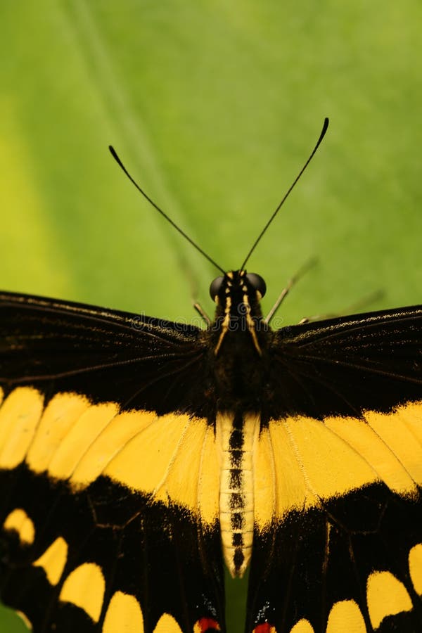 Tropical Butterfly With Antennae Picture. Image 5643675