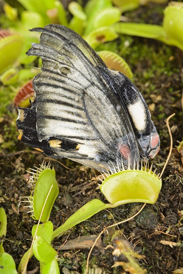 Tropical butterfly captured by a Venus flytrap carnivorous plant stock photo Tropical butterfly captured by a Venus flytrap carnivorous plant stock photo