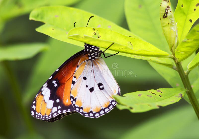 Tropical butterfly