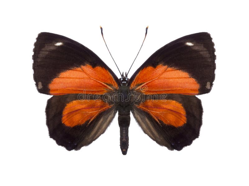 Tropical butterfly collection Callicore species, South America, the Amazon, Peru