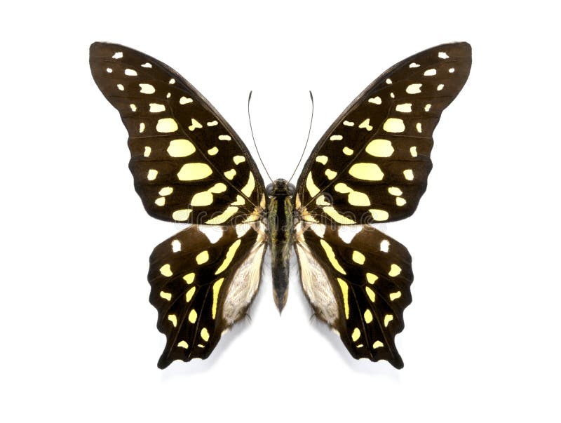 Tropical butterfly collection Graphium agamemnon Linnaeus, 1758, zoogeographic regions Indo-Malayan, Australian.