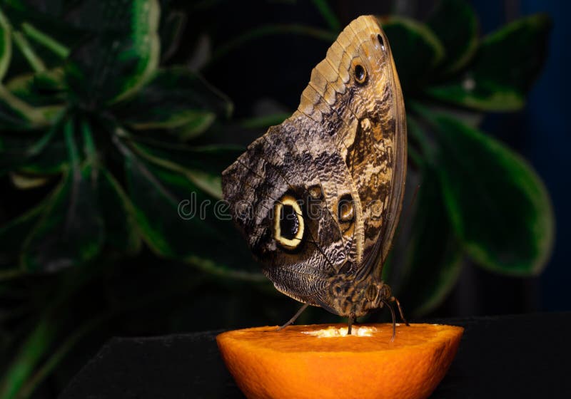 Tropical Butterfly Eating Perched on Orange Slice Stock Photo Image