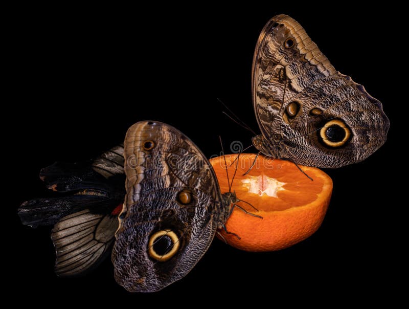 Tropical Butterfly Eating Perched on Orange Slice Stock Image Image