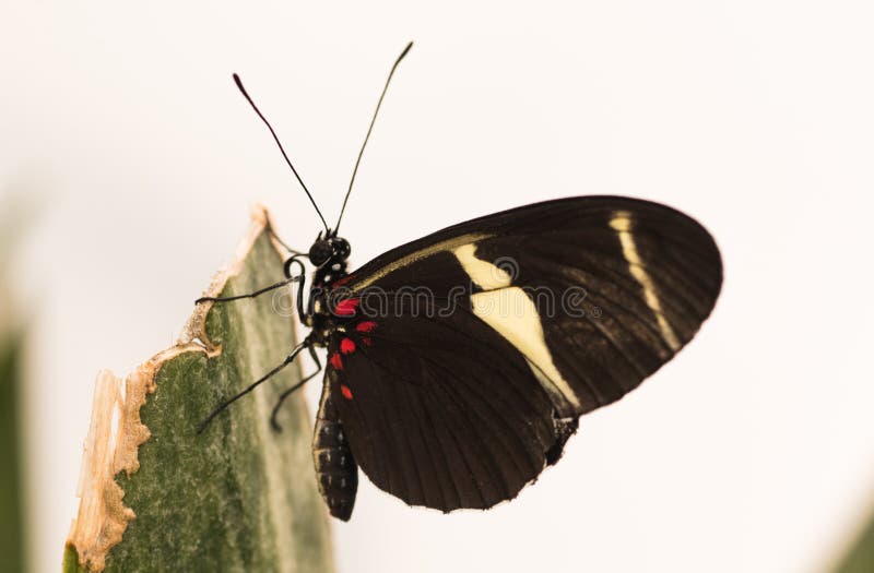Tropical Butterfly. Exotic Black Butterfly with White Spot. Stock Photo