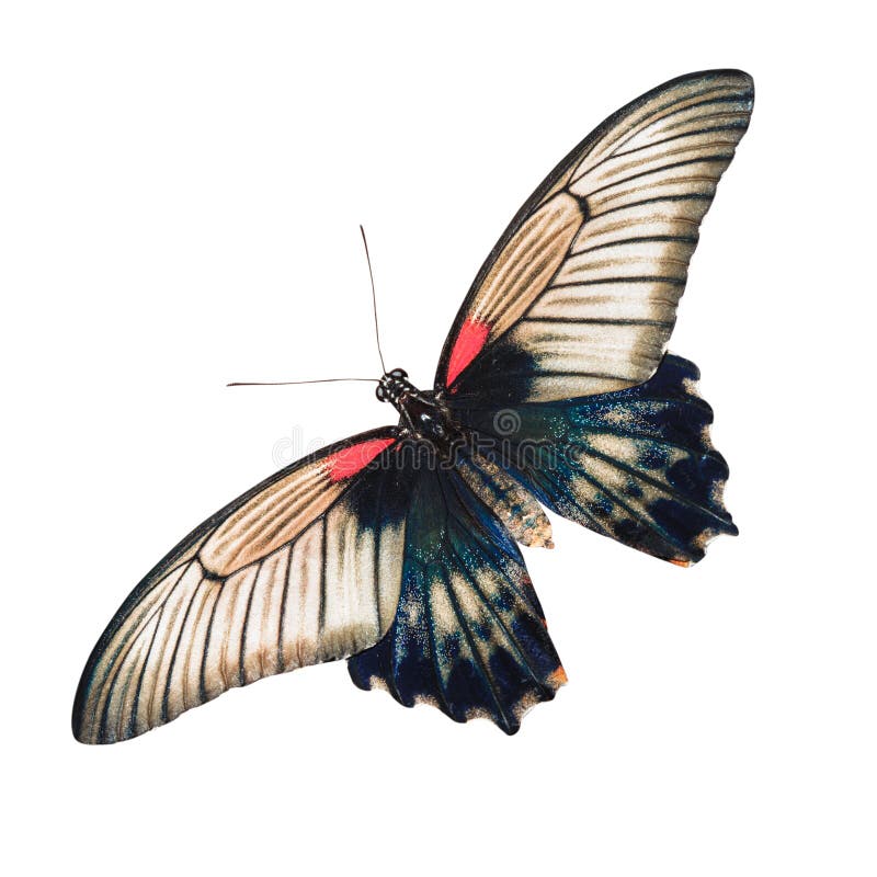 White butterfly flying stock image. Image of present 64140979