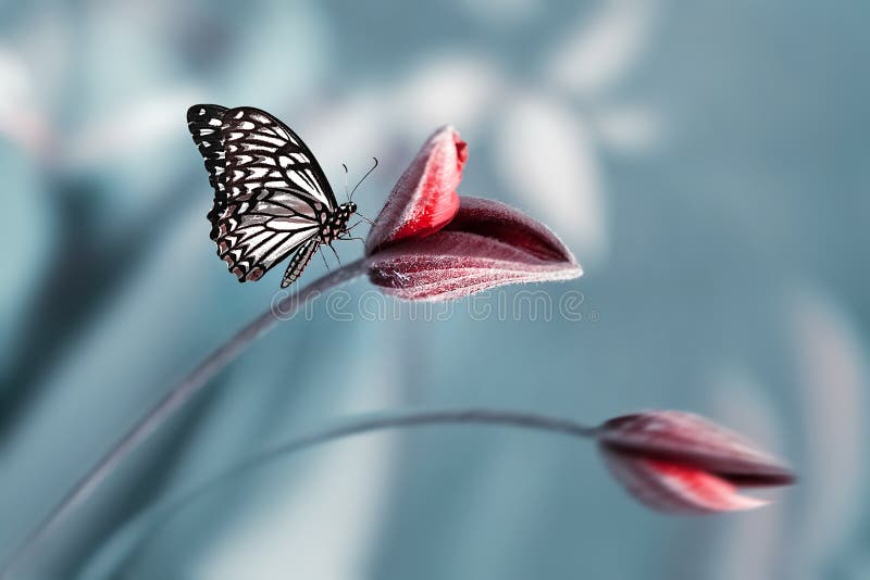 Tropical butterfly on a red clematis bud in a magical garden. Summer natural image. royalty free stock photography