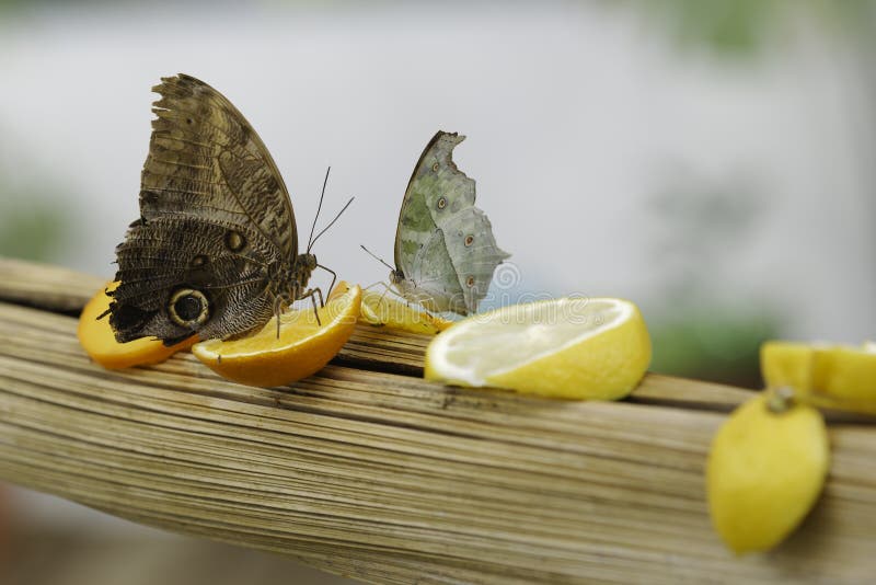 Tropical Butterfly Sucking Nectar and Fruit Juices Stock Photo Image