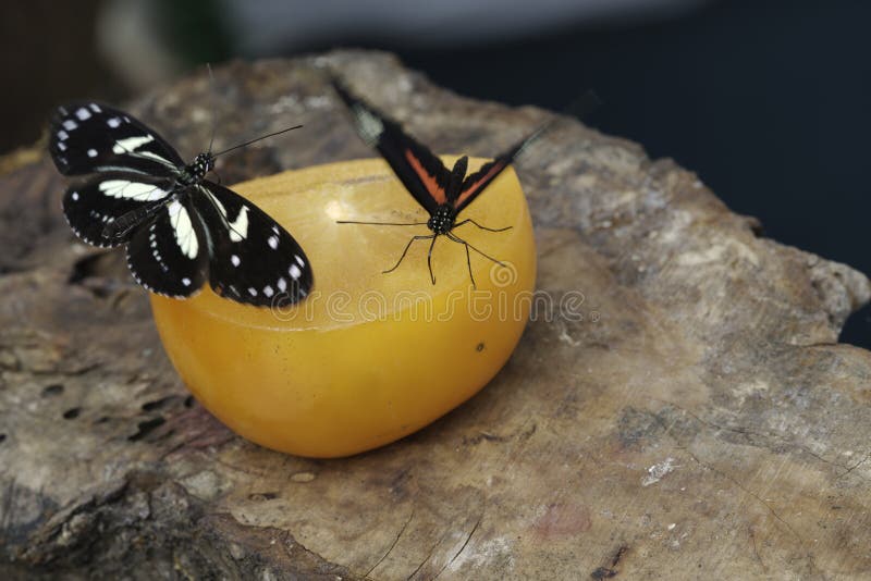 Tropical Butterfly Sucking Nectar and Fruit Juices Stock Image Image