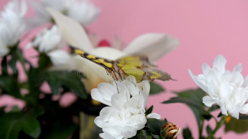 Tropical butterfly on a white flower