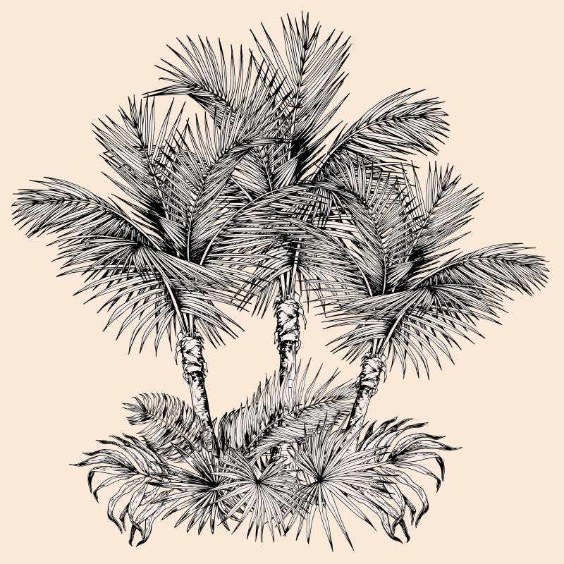 Graphic Black And White Download Trees Drawing At Getdrawings - Amazon  Rainforest Clipart PNG Image | Transparent PNG Free Download on SeekPNG