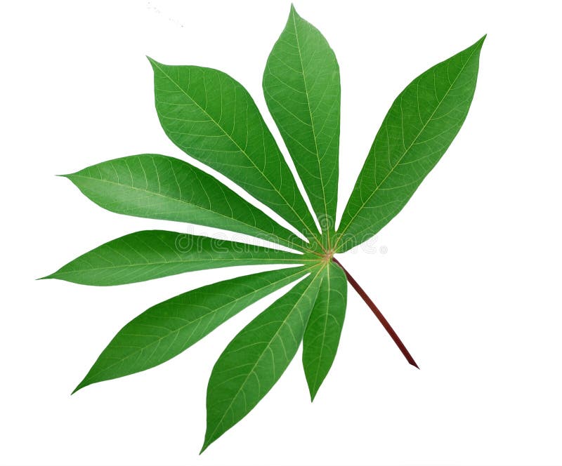 cassava leaf cassava leaf