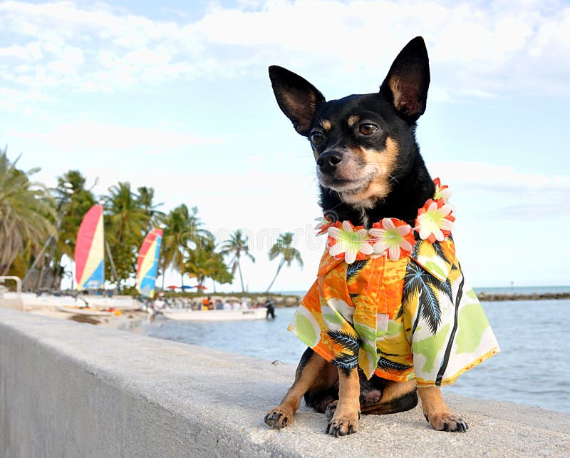 Tropical Chihuahua royalty free stock image