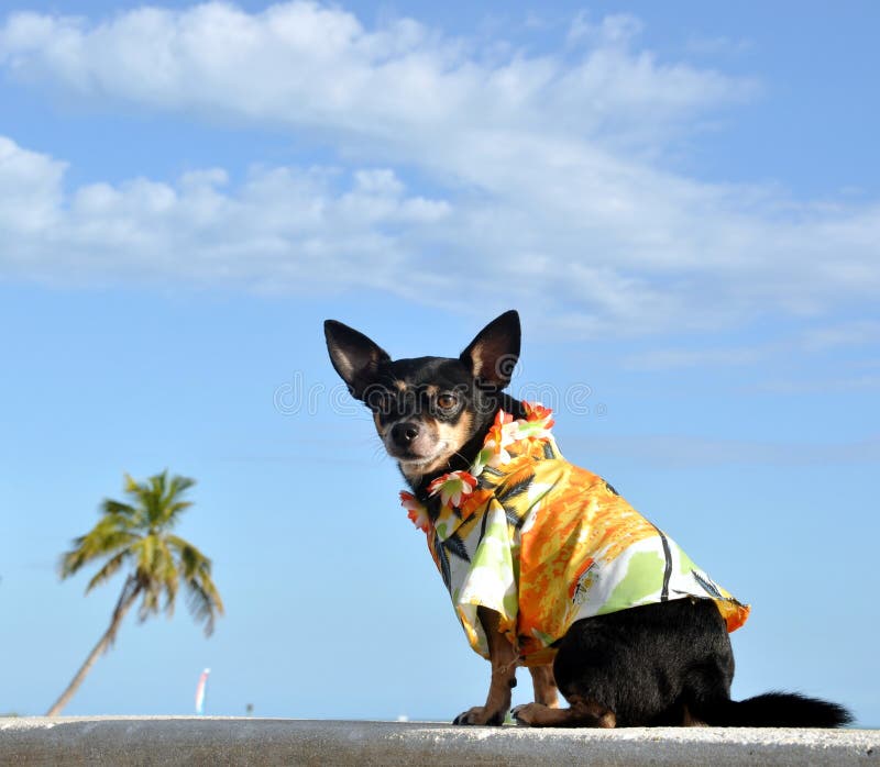 Tropical Chihuahua Puppy royalty free stock image