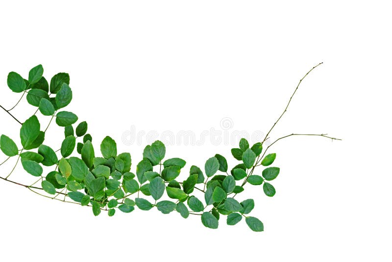 Tropical climbing vine Cayratia trifolia Linn. Domin. growing in wild isolated on white background, clipping path included.
