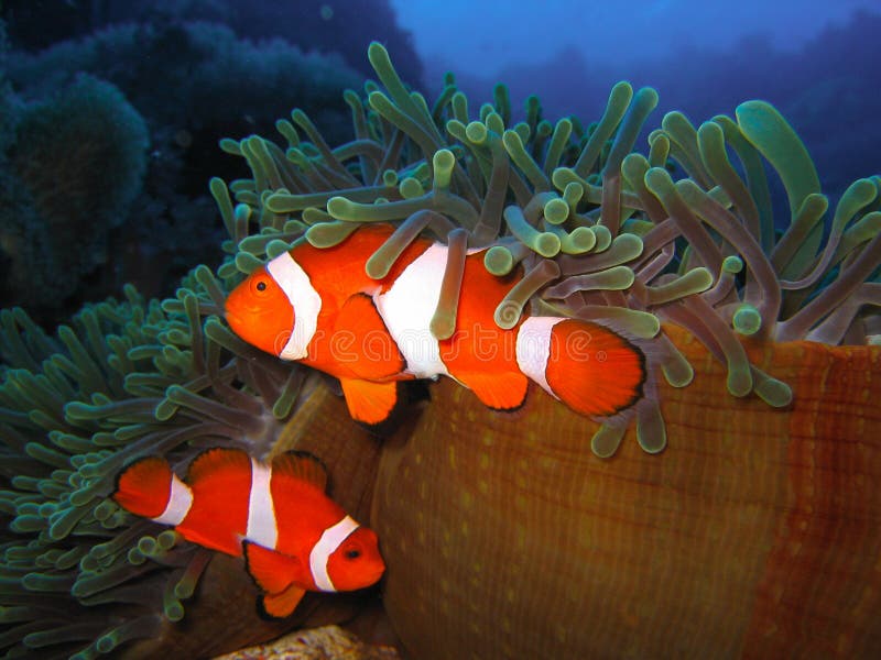Tropical clown fish family