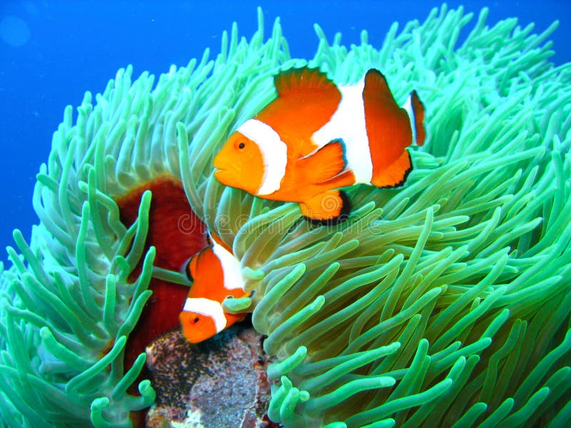 Tropical clown fish family