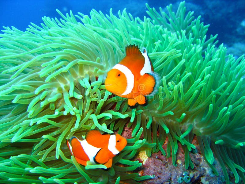 Tropical clown fish family stock image. Image of threatened 2920897