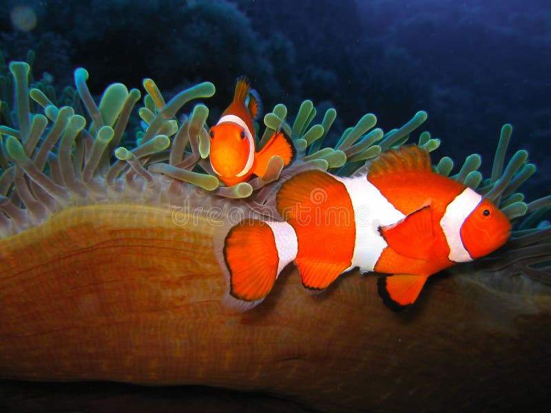 Tropical clown fish family
