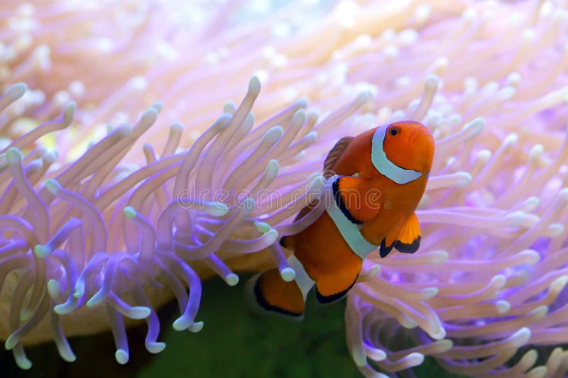 Clown Fish on Great Barrier Reef
