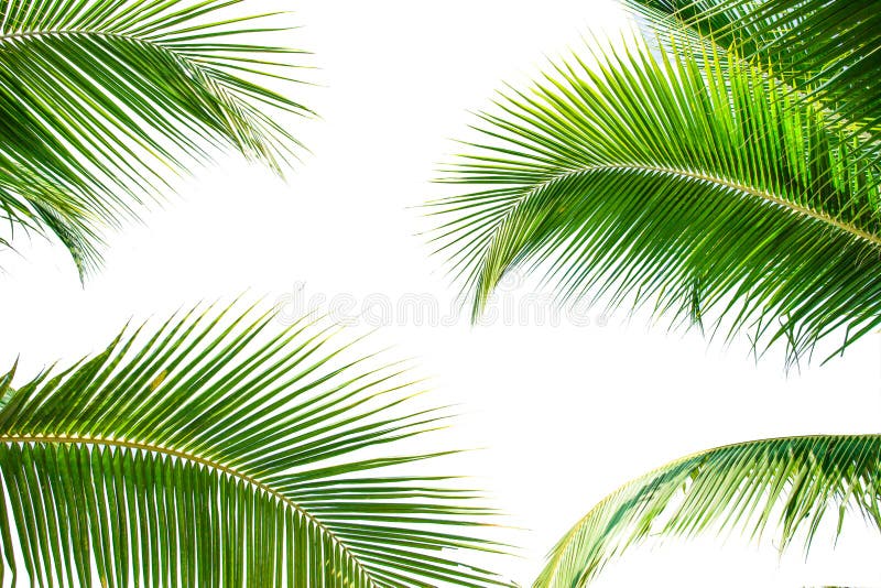 Closeup beautiful lotus flower and green leaf in pond, purity nature backgroundtropical coconut leaf isolated on white background, stock photos Closeup beautiful lotus flower and green leaf in pond, purity nature backgroundtropical coconut leaf isolated on white background, stock photos