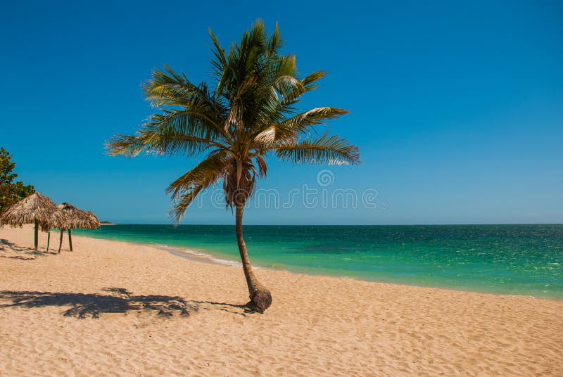 Tropical coconut palm tree on the beach with yellow sand. Caribbean sea with turquoise and blue water. Cuba. Trinidad. Ancona Beac