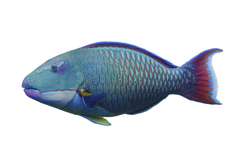 Tropical Coral Fish Bicolor Parrotfish on White Background Stock Image ...