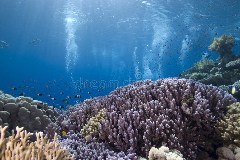 Tropical coral reef in blue water