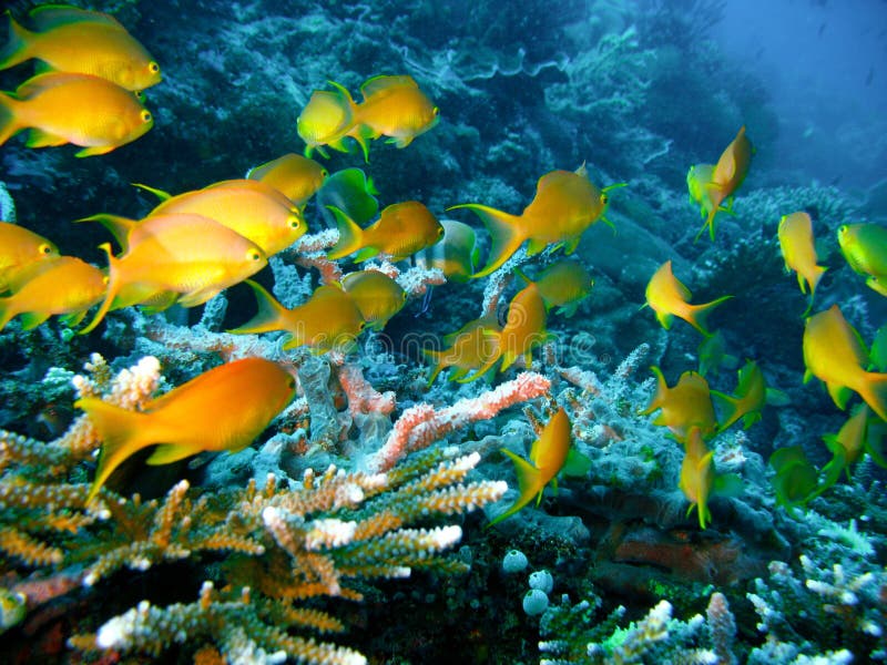 Claramente vistoso Acantilado nadar en buceo buceo aventura escena.