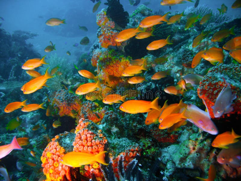 Tropical coral reef fish