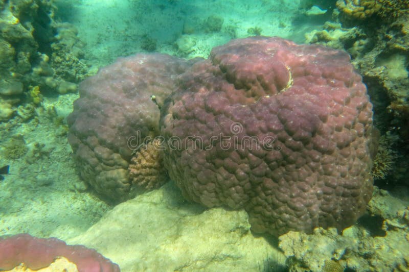 Tropical Coral Reef with Giant Purple Hard Coral Dome. Underwater scene of beautiful coral reef under blue sea. Huge stone coral. stock images Tropical Coral Reef with Giant Purple Hard Coral Dome. Underwater scene of beautiful coral reef under blue sea. Huge stone coral. stock images