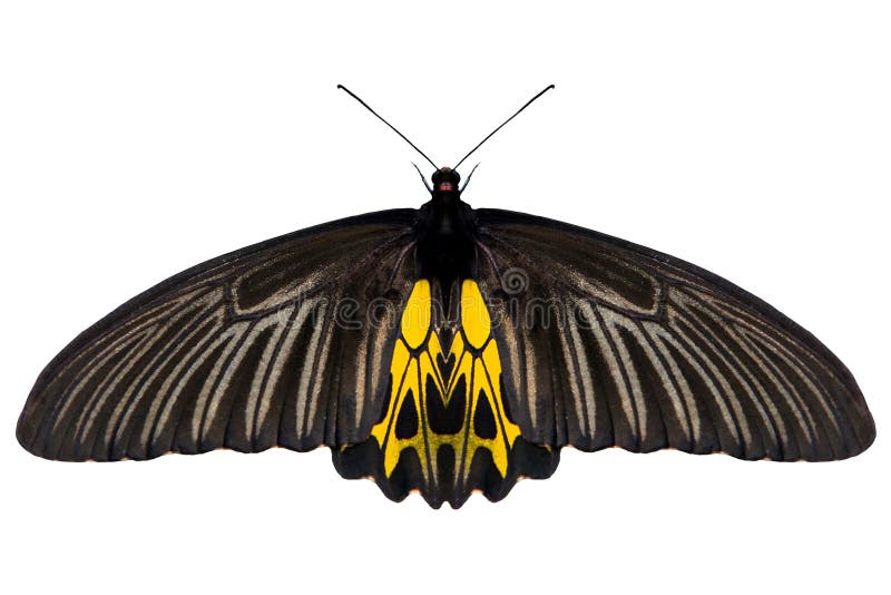 Tropical de l'insecte de guindineau d'isolement sur le CCB blanc photos stock Tropical de l'insecte de guindineau d'isolement sur le CCB blanc photos stock