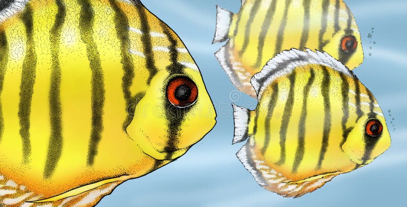 Tropical discus fish illustration royalty free illustration
