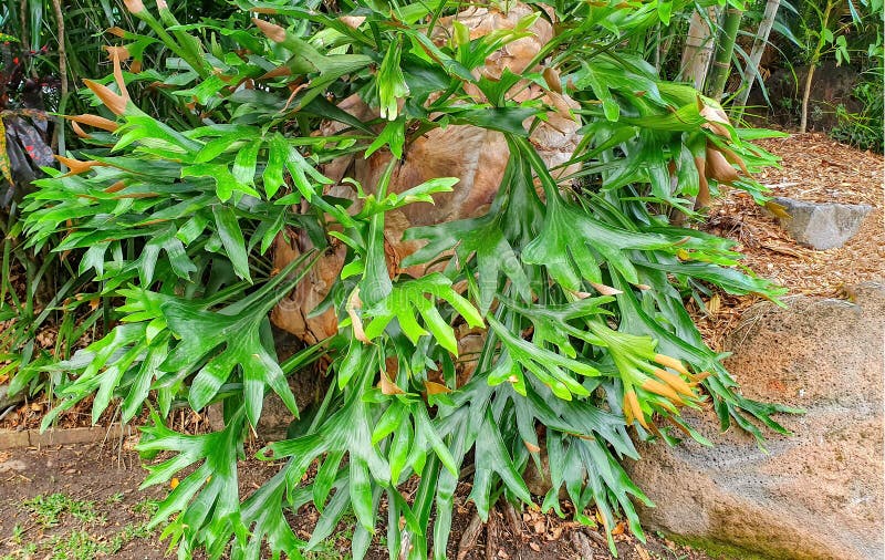 Tropical elkhorn fern stock image. Image of frond, botanical 183493291