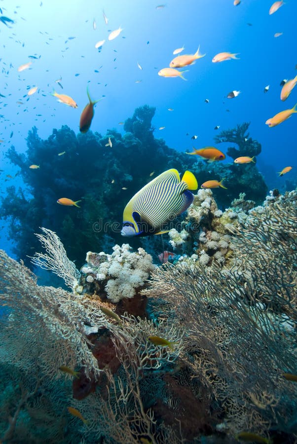 Tropical Emperor angelfish.