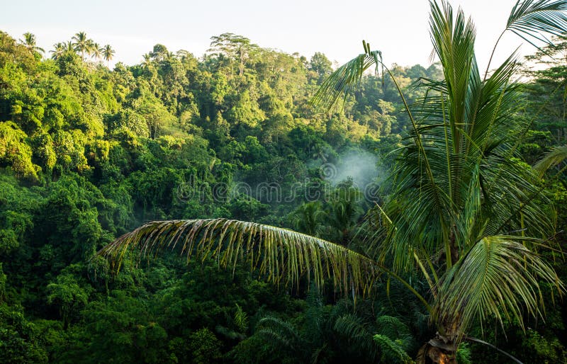 Tropical Evergreen Forest Nature Stock Image - Image of island, exotic:  185568091