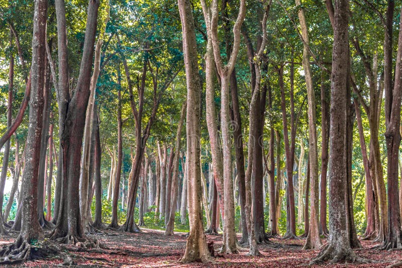 Tropical Evergreen Forest with tall trees, on sunny day of Autumn Season. Fallen leaves are decomposing, has covered all ground. stock image Tropical Evergreen Forest with tall trees, on sunny day of Autumn Season. Fallen leaves are decomposing, has covered all ground. stock image