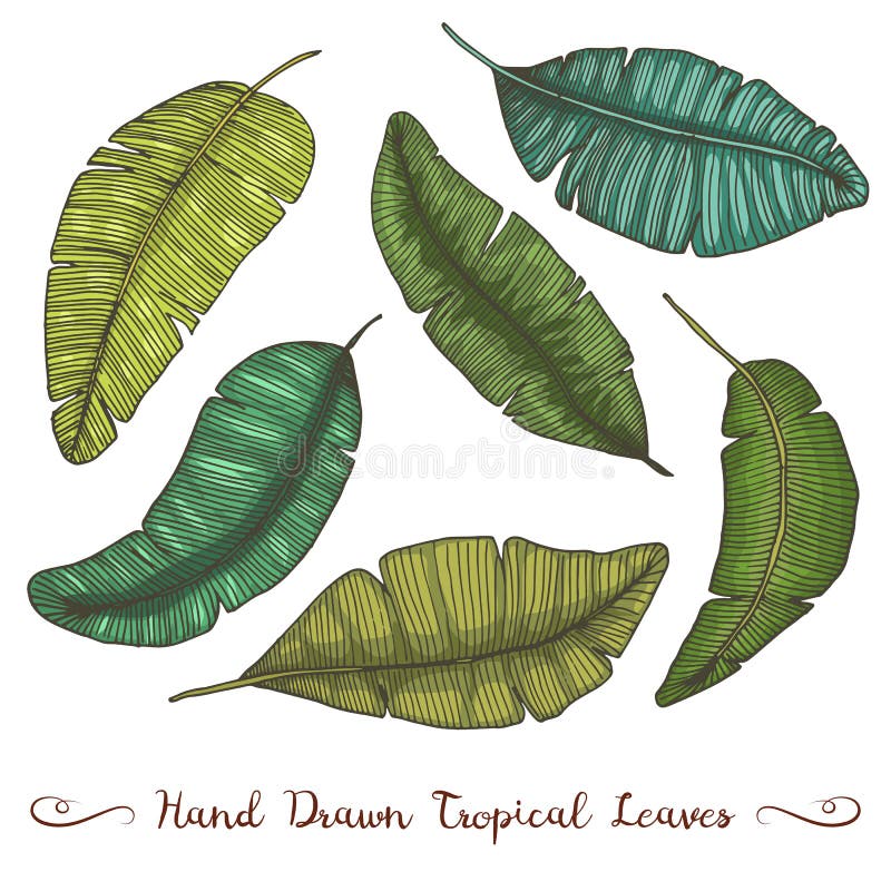 Palm Leaf Engraving Stock Illustrations – 2,273 Palm Leaf Engraving ...