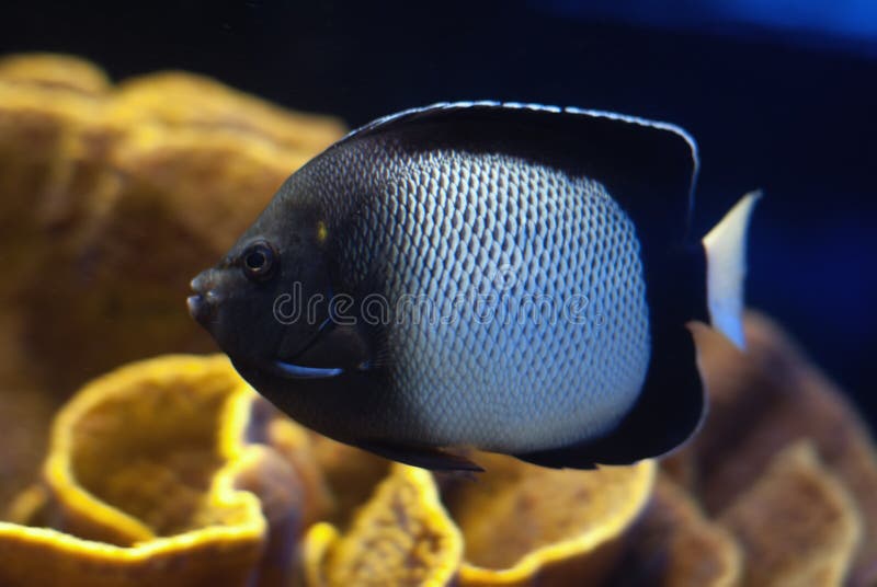 Beautiful Tropical Fish Yellow Fin Stock Image - Image of aquatic