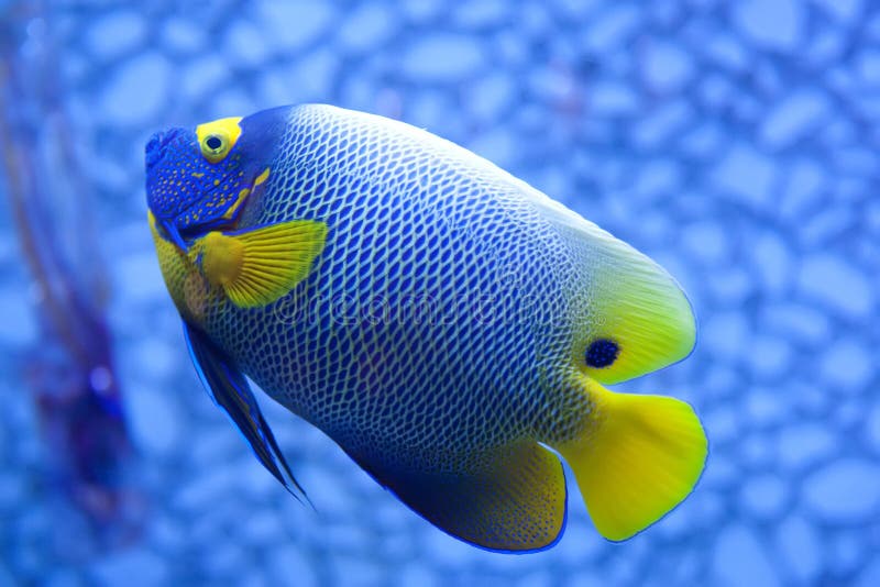 Světlé modré a žluté tropické ryby na modrém pozadí.