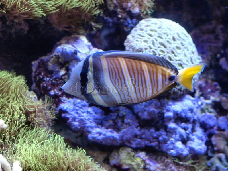 Tropical Fish stock image