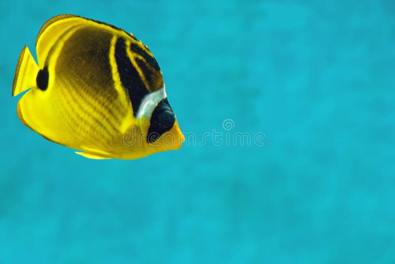 Tropical Fish. Very colorful yellow and black tropical fish against a clean blue background Tropical Fish. Very colorful yellow and black tropical fish against a clean blue background