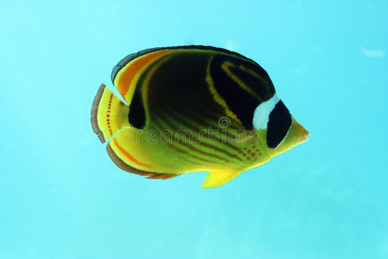 Tropical fish stock photo. Image of stripes, lagoon, bora 8714822