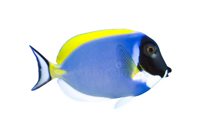 Tropical Fish Acanthurus