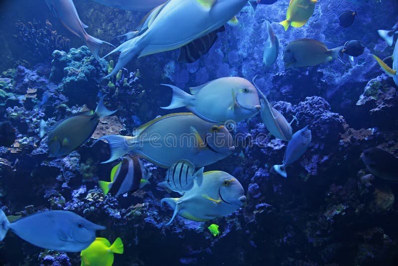 Tropical fish in aquarium stock photo. Image of tropics - 23019358