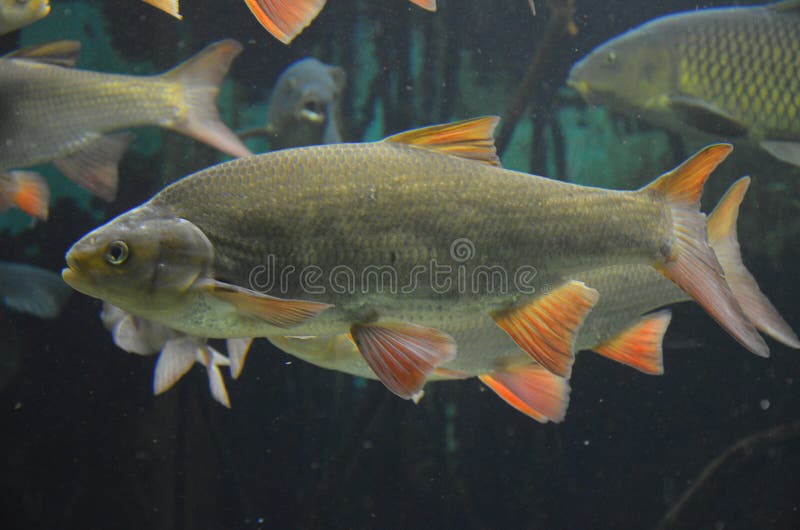 Tropical Fish in Aquarium, Frankfurt am Main Germany Stock Photo