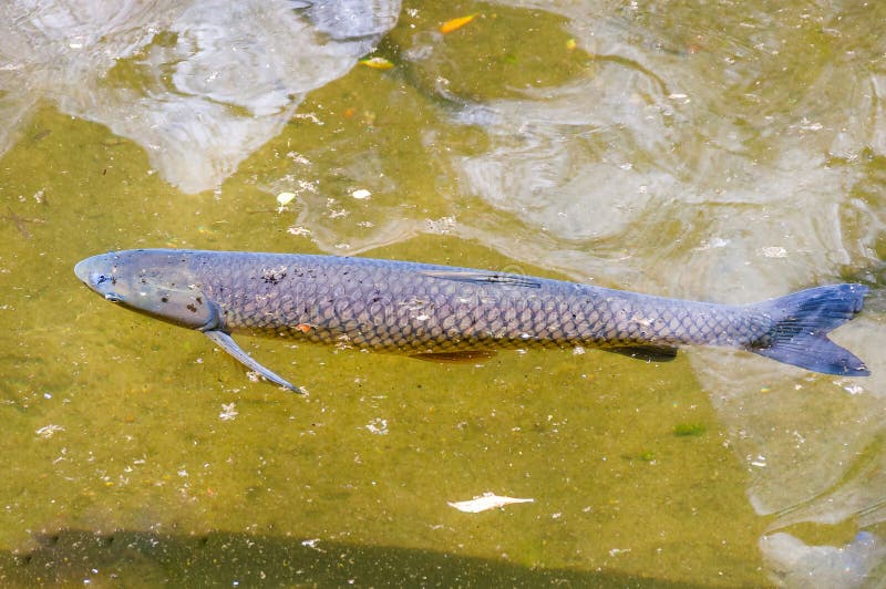 Tropical Fish in Artificial Lake Stock Photo Image of aquarium, lake