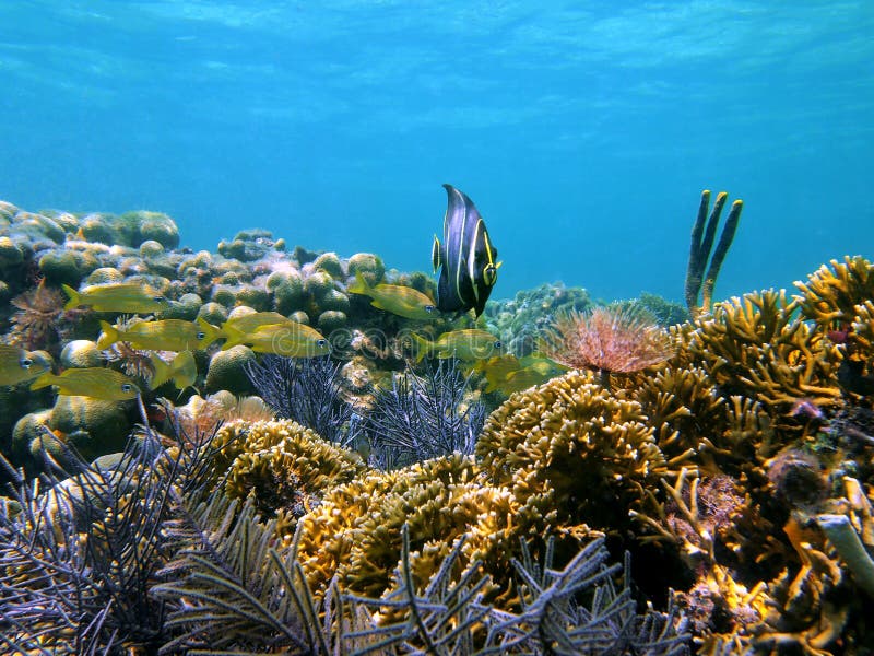 Tropical Fish In Caribbean Corals Stock Photo Image of animal, diving