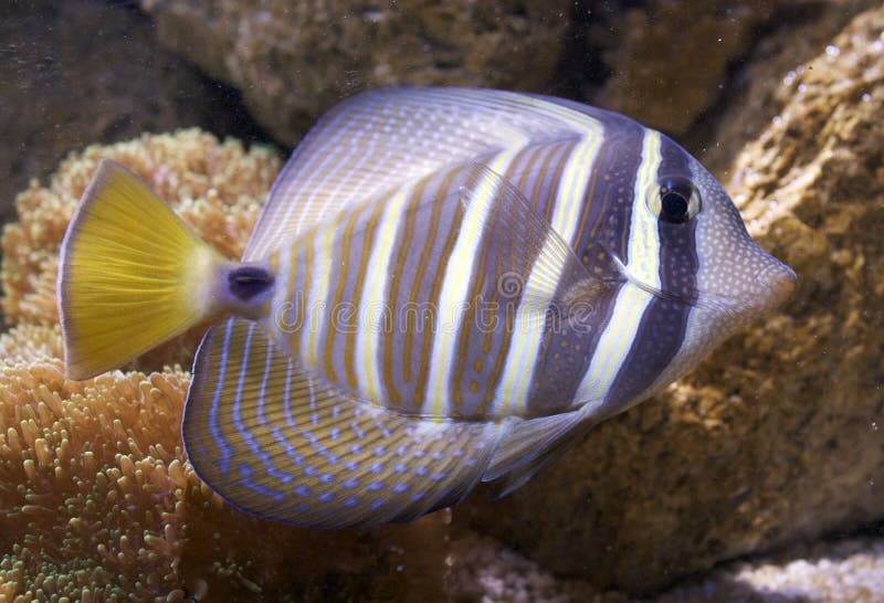 Tropical Fish royalty free stock photos Tropical Fish royalty free stock photos