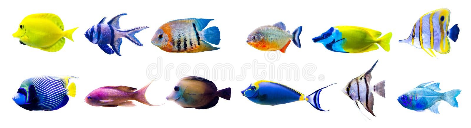 316,700+ Tropical Fish Stock Photos, Pictures & Royalty-Free Images -  iStock